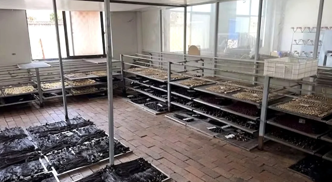 Hair materials arranged on trays and racks in the Xuchang manufacturing partner’s processing area.